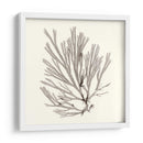 Colección De Algas Ix - Vision Studio | Cuadro decorativo de Canvas Lab