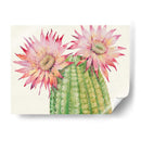 Blossoms Del Desierto Ii - Tim OToole | Cuadro decorativo de Canvas Lab
