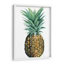 Piña De Acuarela Ii - Grace Popp | Cuadro decorativo de Canvas Lab