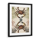 Menagerie Anticuario - Cangrejo - Naomi McCavitt | Cuadro decorativo de Canvas Lab