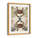 Menagerie Anticuario - Cangrejo - Naomi McCavitt | Cuadro decorativo de Canvas Lab