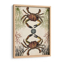 Menagerie Anticuario - Cangrejo - Naomi McCavitt | Cuadro decorativo de Canvas Lab