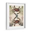 Menagerie Anticuario - Cangrejo - Naomi McCavitt | Cuadro decorativo de Canvas Lab