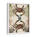 Menagerie Anticuario - Cangrejo - Naomi McCavitt | Cuadro decorativo de Canvas Lab