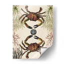 Menagerie Anticuario - Cangrejo - Naomi McCavitt | Cuadro decorativo de Canvas Lab