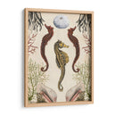 Menagerie Anticuario - Seahorse - Naomi McCavitt | Cuadro decorativo de Canvas Lab