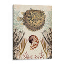 Menagerie Anticuario - Pescado Puffer - Naomi McCavitt | Cuadro decorativo de Canvas Lab