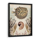 Menagerie Anticuario - Pescado Puffer - Naomi McCavitt | Cuadro decorativo de Canvas Lab