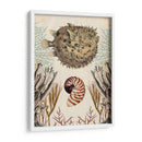 Menagerie Anticuario - Pescado Puffer - Naomi McCavitt | Cuadro decorativo de Canvas Lab