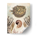 Menagerie Anticuario - Pescado Puffer - Naomi McCavitt | Cuadro decorativo de Canvas Lab