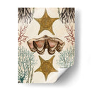 Menagerie Anticuario - Estrella De Mar - Naomi McCavitt | Cuadro decorativo de Canvas Lab