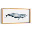 Retrato De Ballena Iii - Grace Popp | Cuadro decorativo de Canvas Lab