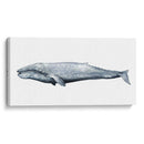 Retrato De Ballena Iv - Grace Popp | Cuadro decorativo de Canvas Lab