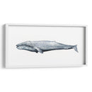 Retrato De Ballena Iv - Grace Popp | Cuadro decorativo de Canvas Lab