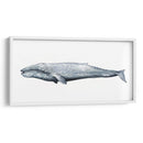 Retrato De Ballena Iv - Grace Popp | Cuadro decorativo de Canvas Lab