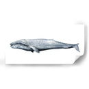 Retrato De Ballena Iv - Grace Popp | Cuadro decorativo de Canvas Lab