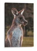 Canguro alerta | Cuadro decorativo de Canvas Lab