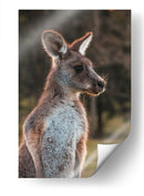 Canguro alerta | Cuadro decorativo de Canvas Lab