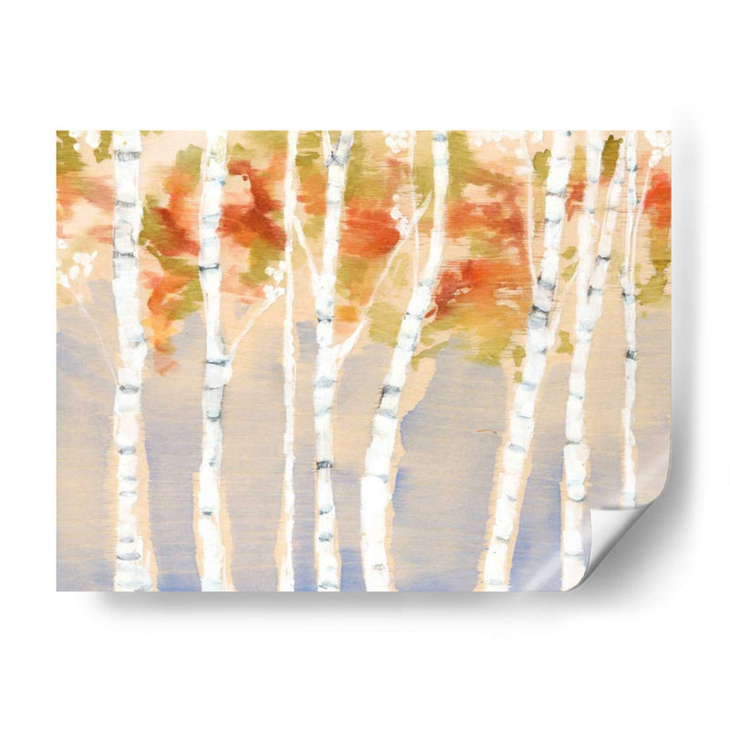 Birches Balancé Ii - Jennifer Goldberger | Cuadro decorativo de Canvas Lab