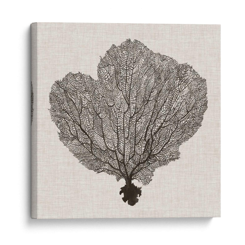 Fan De La Sombra Del Mar I - Grace Popp | Cuadro decorativo de Canvas Lab