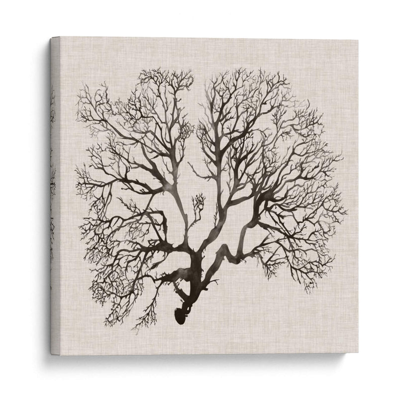 Sombra Sea Fan Iii - Grace Popp | Cuadro decorativo de Canvas Lab