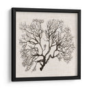 Sombra Sea Fan Iii - Grace Popp | Cuadro decorativo de Canvas Lab