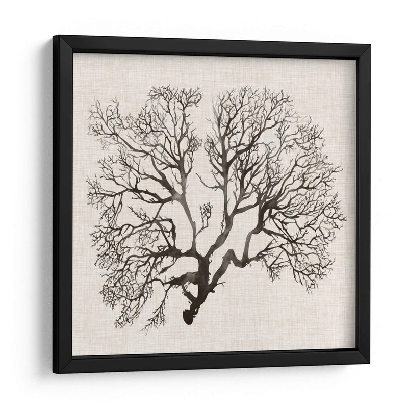 Sombra Sea Fan Iii - Grace Popp | Cuadro decorativo de Canvas Lab