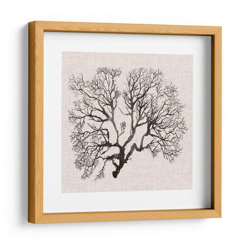 Sombra Sea Fan Iii - Grace Popp | Cuadro decorativo de Canvas Lab