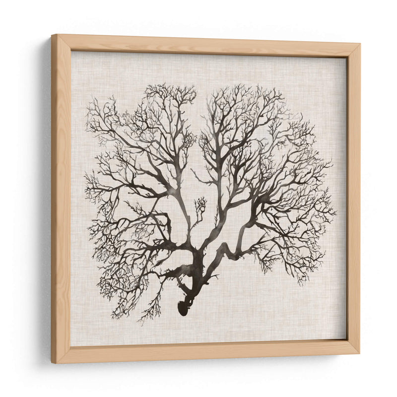 Sombra Sea Fan Iii - Grace Popp | Cuadro decorativo de Canvas Lab
