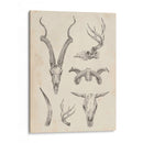 Skull And Trler Study I - Ethan Harper | Cuadro decorativo de Canvas Lab