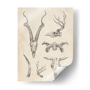 Skull And Trler Study I - Ethan Harper | Cuadro decorativo de Canvas Lab