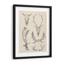 Estudio De Cráneo Y Asta Ii - Ethan Harper | Cuadro decorativo de Canvas Lab