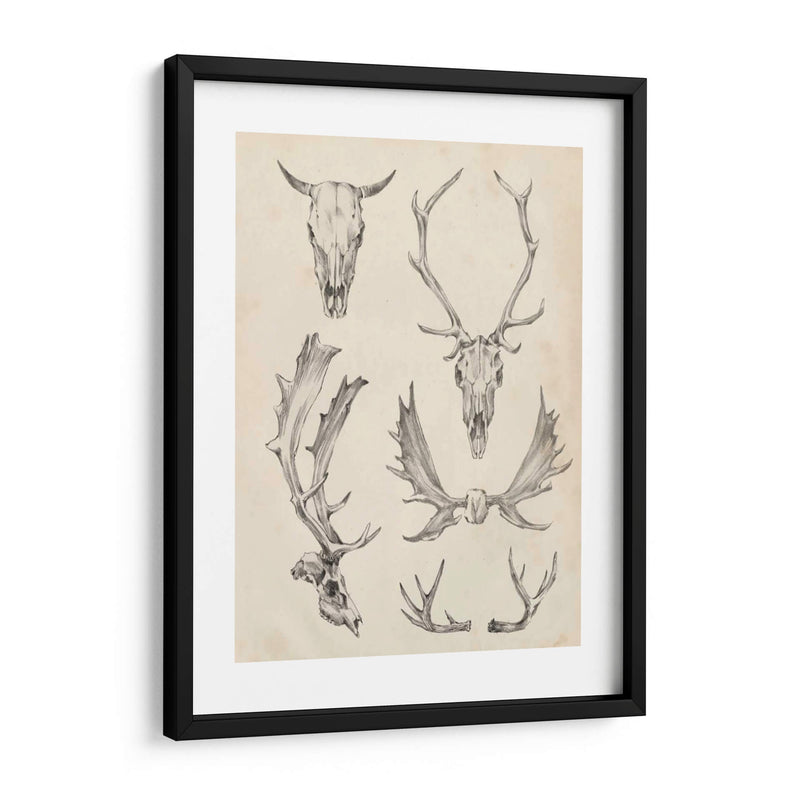 Estudio De Cráneo Y Asta Ii - Ethan Harper | Cuadro decorativo de Canvas Lab