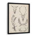 Estudio De Cráneo Y Asta Ii - Ethan Harper | Cuadro decorativo de Canvas Lab