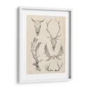 Estudio De Cráneo Y Asta Ii - Ethan Harper | Cuadro decorativo de Canvas Lab