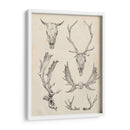 Estudio De Cráneo Y Asta Ii - Ethan Harper | Cuadro decorativo de Canvas Lab