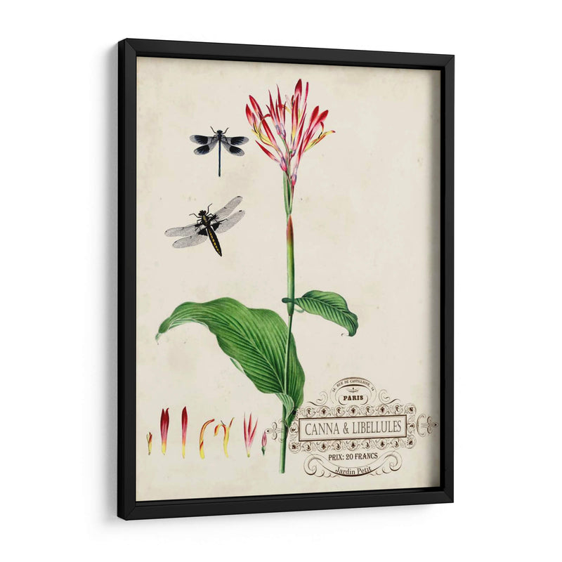 Canna Y Dragonflies Ii - Vision Studio | Cuadro decorativo de Canvas Lab