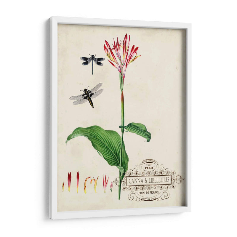 Canna Y Dragonflies Ii - Vision Studio | Cuadro decorativo de Canvas Lab