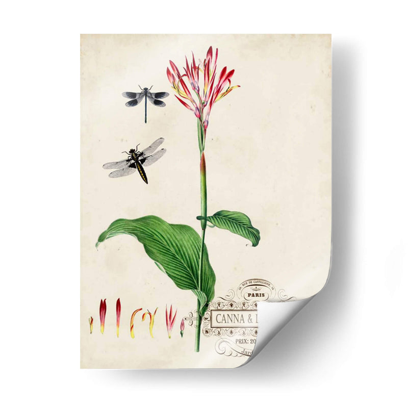 Canna Y Dragonflies Ii - Vision Studio | Cuadro decorativo de Canvas Lab