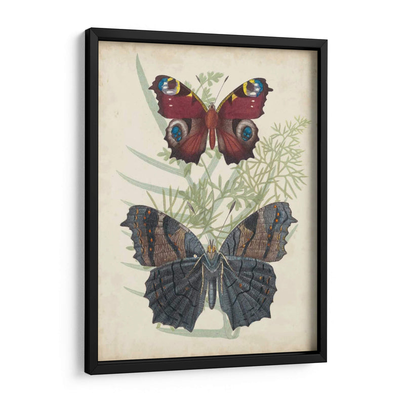 Mariposas Y Fernos Iii - Vision Studio | Cuadro decorativo de Canvas Lab