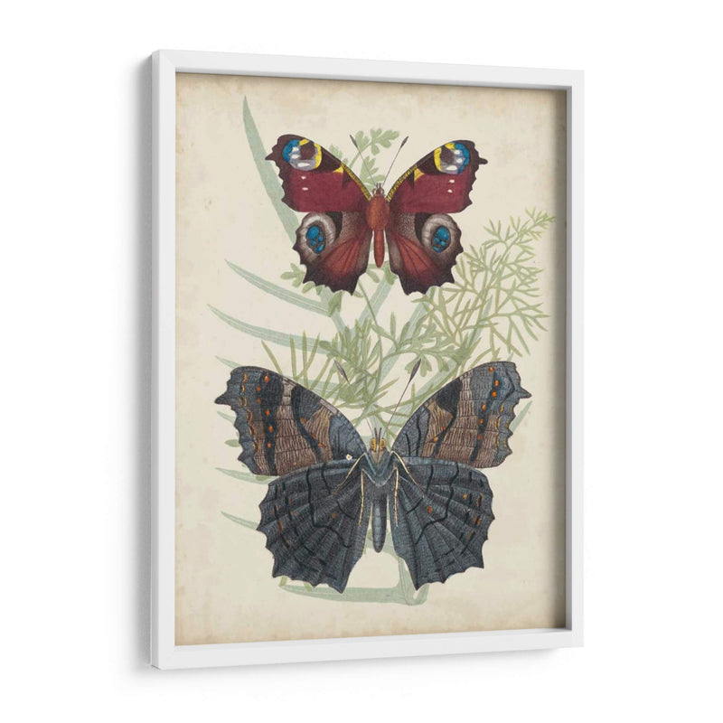 Mariposas Y Fernos Iii - Vision Studio | Cuadro decorativo de Canvas Lab