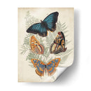 Mariposas Y Helechos V - Vision Studio | Cuadro decorativo de Canvas Lab