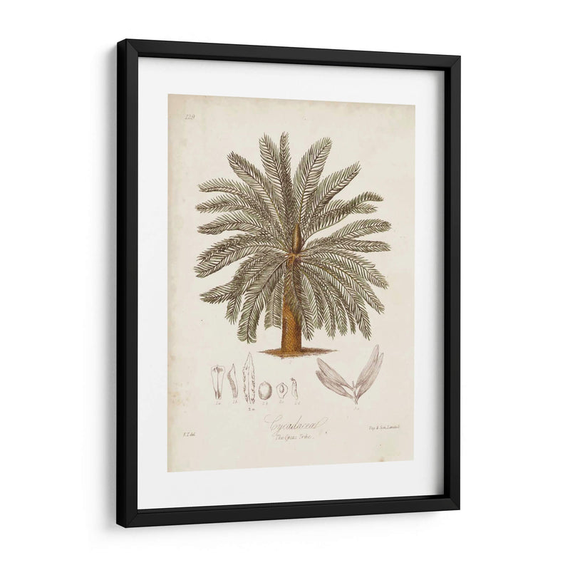 Palmera Tropical Antigua I - Elizabeth Twining | Cuadro decorativo de Canvas Lab