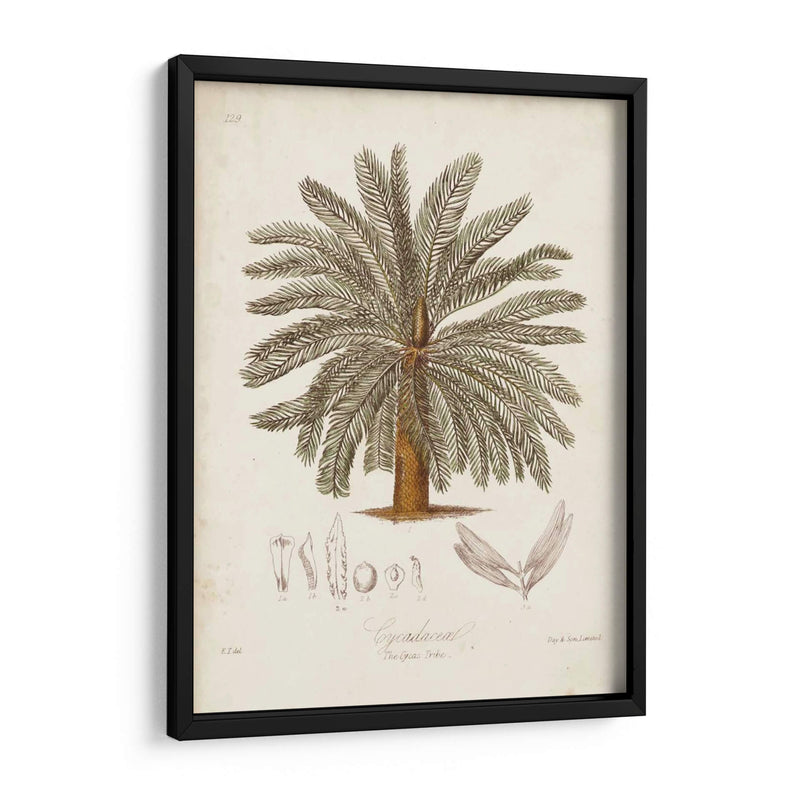 Palmera Tropical Antigua I - Elizabeth Twining | Cuadro decorativo de Canvas Lab