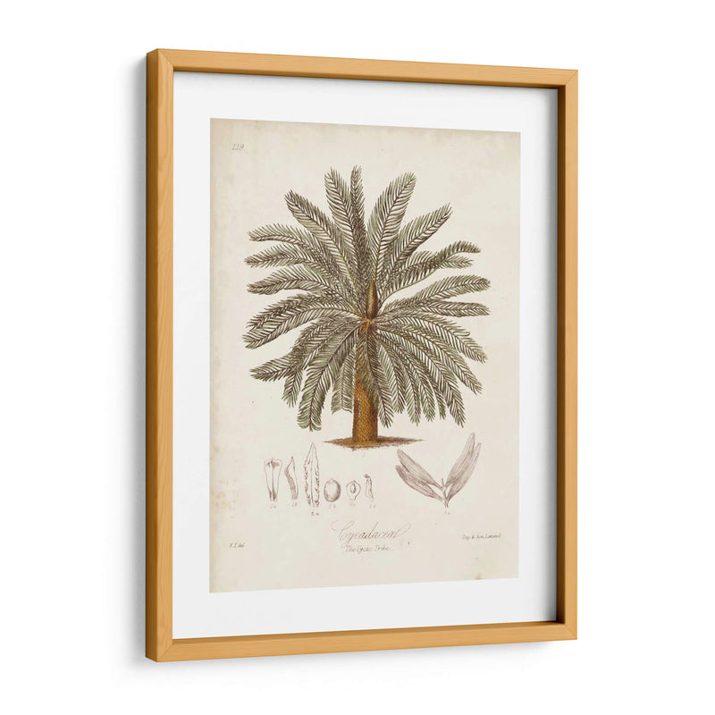 Palmera Tropical Antigua I - Elizabeth Twining | Cuadro decorativo de Canvas Lab