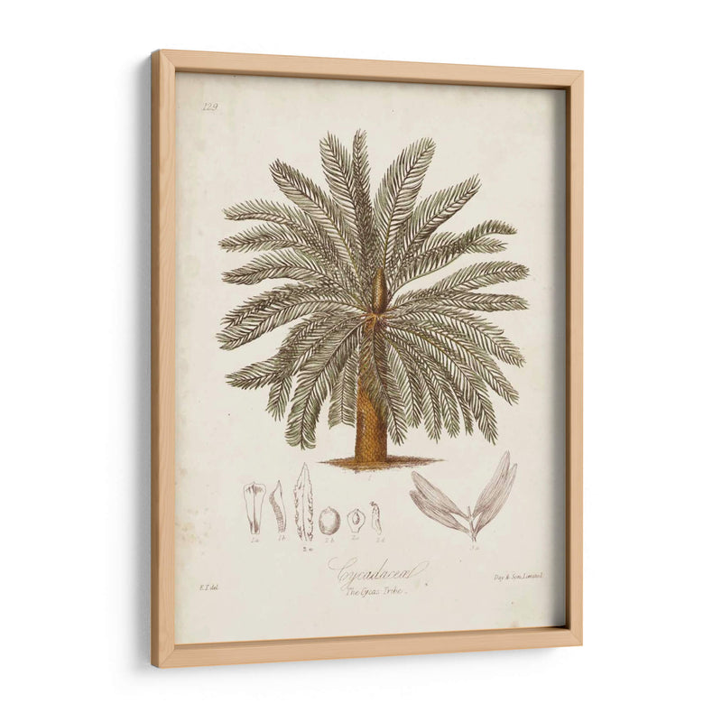 Palmera Tropical Antigua I - Elizabeth Twining | Cuadro decorativo de Canvas Lab