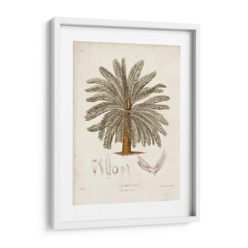 Palmera Tropical Antigua I - Elizabeth Twining | Cuadro decorativo de Canvas Lab