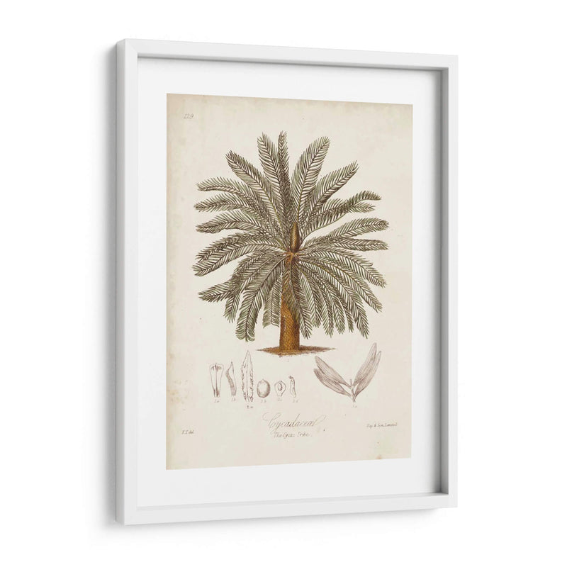 Palmera Tropical Antigua I - Elizabeth Twining | Cuadro decorativo de Canvas Lab