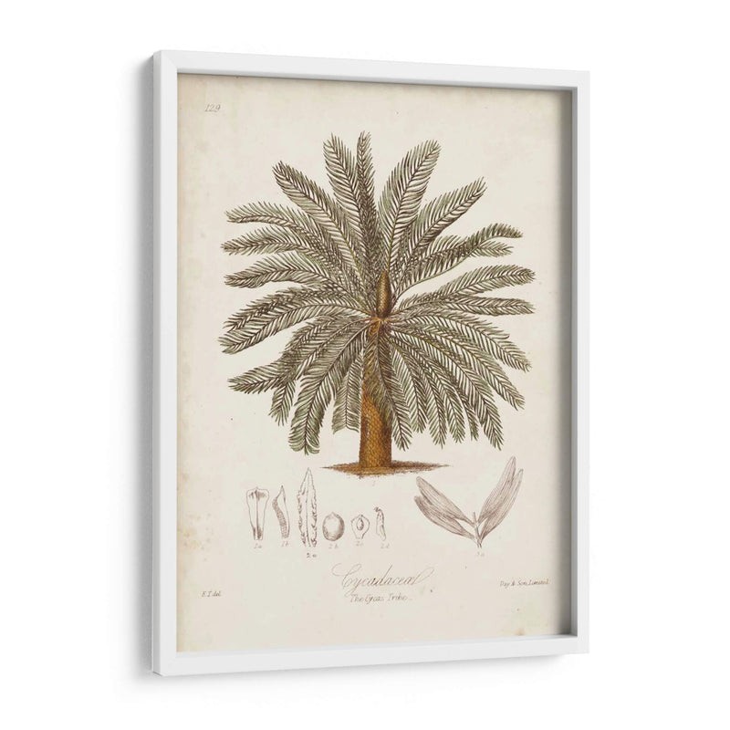 Palmera Tropical Antigua I - Elizabeth Twining | Cuadro decorativo de Canvas Lab