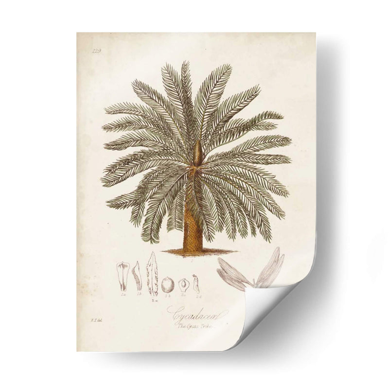 Palmera Tropical Antigua I - Elizabeth Twining | Cuadro decorativo de Canvas Lab